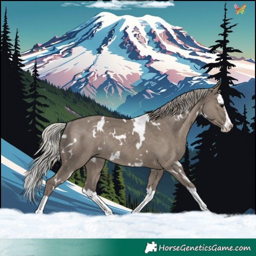 Horse Color:White Spotted Silver Grullo Splash Rabicano 