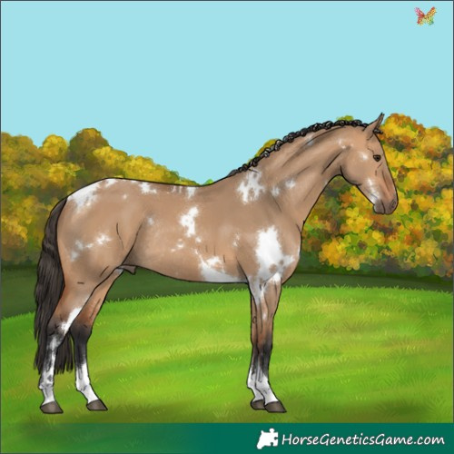 Horse Color:White Spotted Bay Dun Tobiano Rabicano 