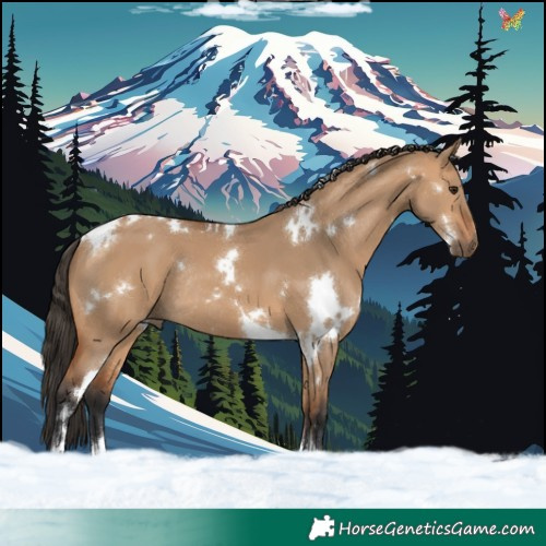 Horse Color:White Spotted Bay Dun Tobiano Rabicano 