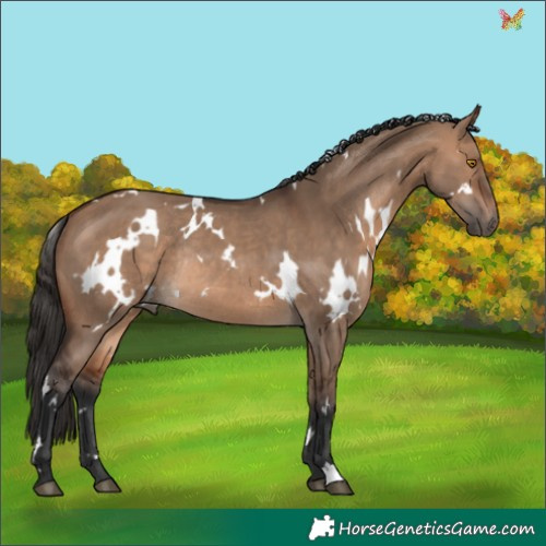 Horse Color:White Spotted Brown Dun Rabicano 
