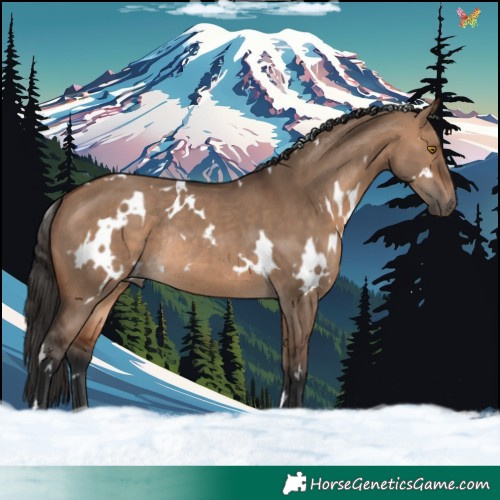 Horse Color:White Spotted Brown Dun Rabicano 
