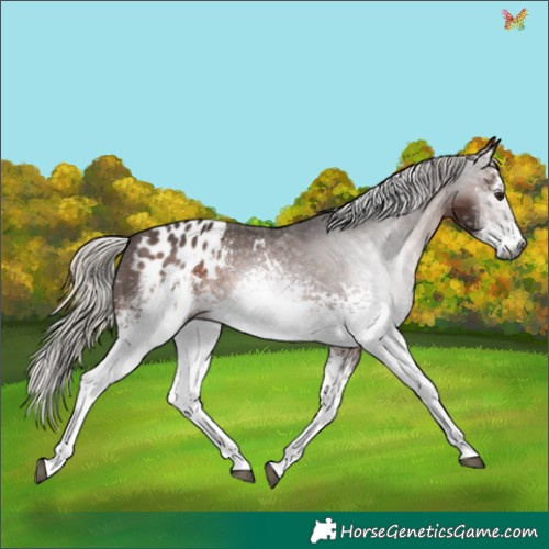 Horse Color:Gray White Spotted Silver Brown Appaloosa Rabicano 
