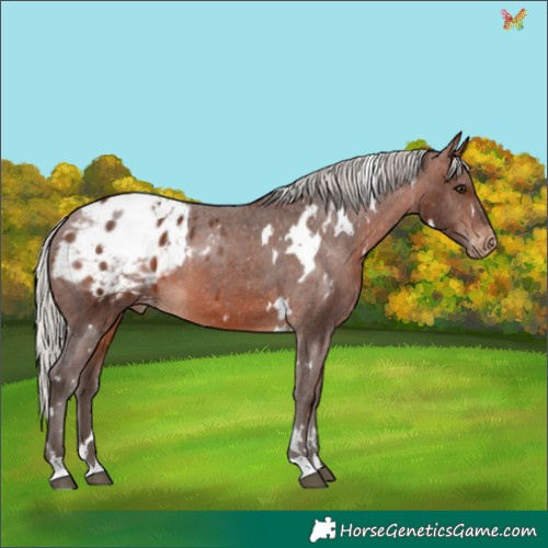 Horse Color:White Spotted Silver Brown Appaloosa 