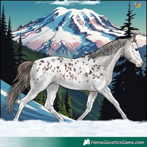 Horse Color:White Spotted Brown Appaloosa Rabicano 