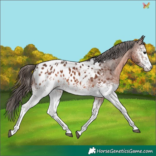 Horse Color:White Spotted Brown Appaloosa Rabicano 