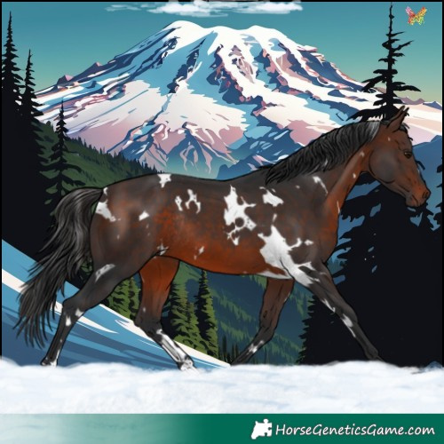Horse Color:White Spotted Brown Rabicano 