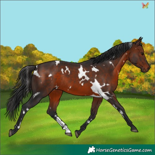 Horse Color:White Spotted Brown Rabicano 