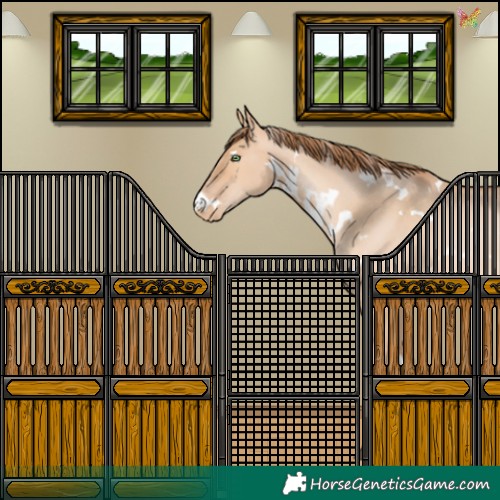 Horse Color:White Spotted Brown Pearl Dun Rabicano 