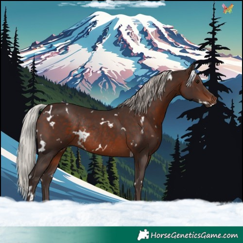 Horse Color:White Spotted Silver Brown Rabicano 