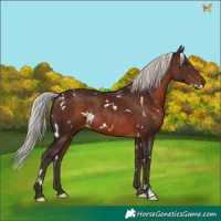 Horse Color:White Spotted Silver Brown Rabicano 