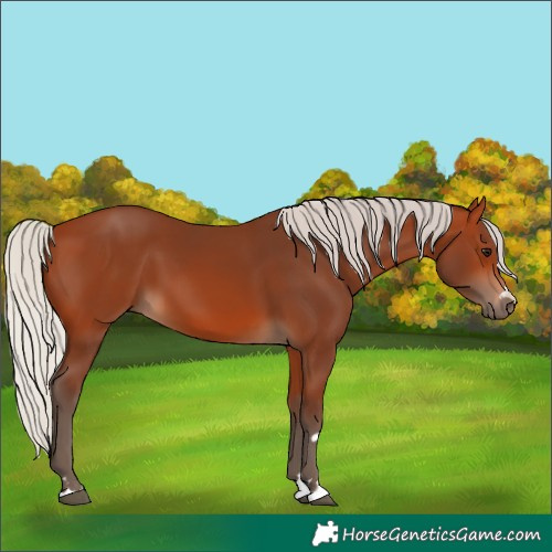 Horse Color:Silver Bay 