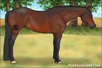 Horse Color:Bay Rabicano 