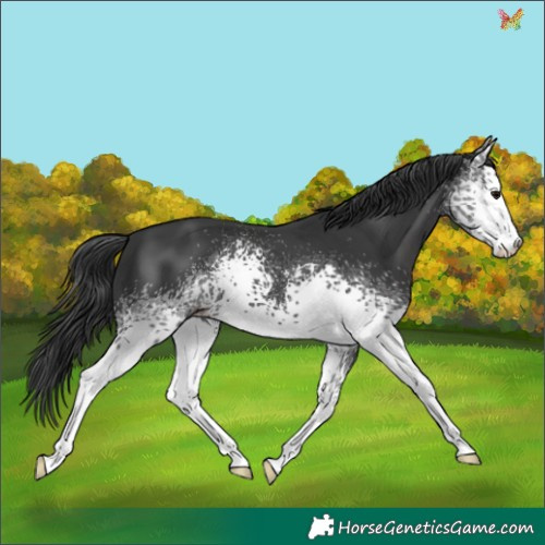 Horse Color:White Spotted Black Sabino