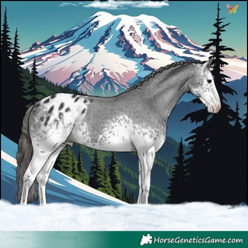 Horse Color:White Spotted Black Sabino Appaloosa 