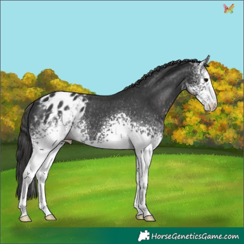 Horse Color:White Spotted Black Sabino Appaloosa 