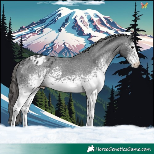 Horse Color:White Spotted Black Sabino Appaloosa 