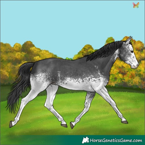 Horse Color:White Spotted Black Sabino 