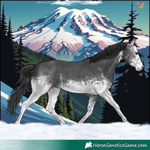 Horse Color:White Spotted Black Sabino 