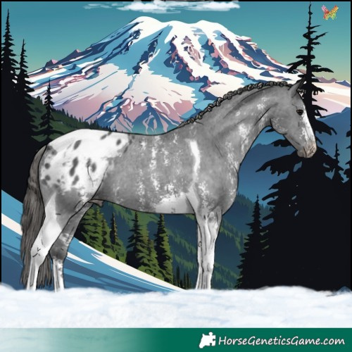 Horse Color:Black Sabino Tobiano Varnish 
