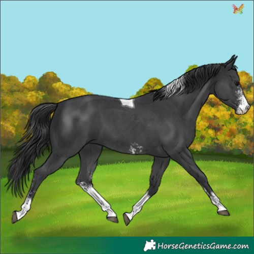 Horse Color:Black Sabino Tobiano 