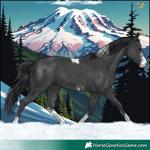 Horse Color:Black Sabino Tobiano 