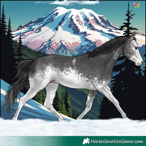 Horse Color:White Spotted Black Sabino 