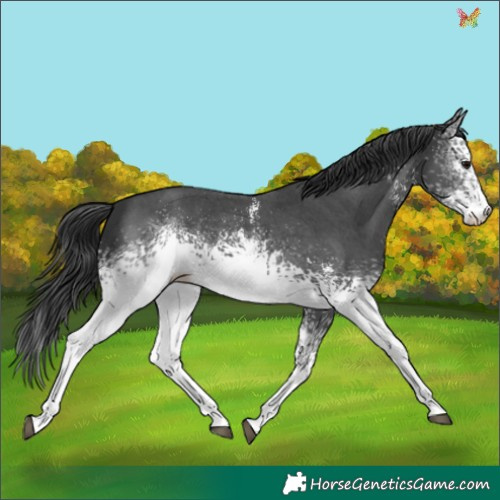 Horse Color:White Spotted Black Sabino 