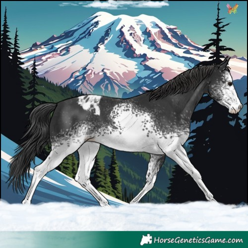 Horse Color:White Spotted Black Sabino Appaloosa 