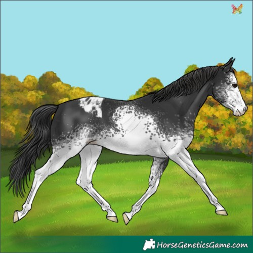 Horse Color:White Spotted Black Sabino Appaloosa 