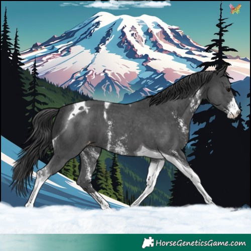 Horse Color:Black Sabino Tobiano Appaloosa 