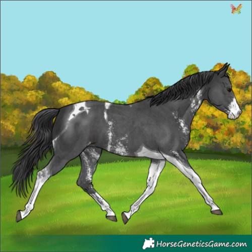 Horse Color:Black Sabino Tobiano Appaloosa 