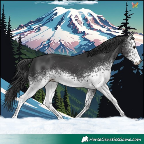 Horse Color:White Spotted Black Sabino 