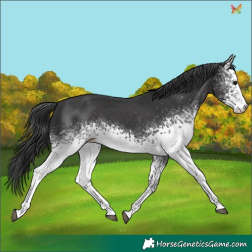 Horse Color:White Spotted Black Sabino 