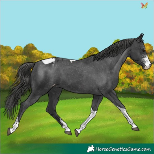 Horse Color:Black Sabino Tobiano Appaloosa 