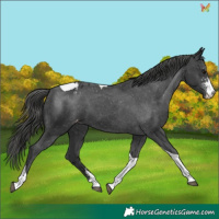 Horse Color:Black Sabino Tobiano Varnish 