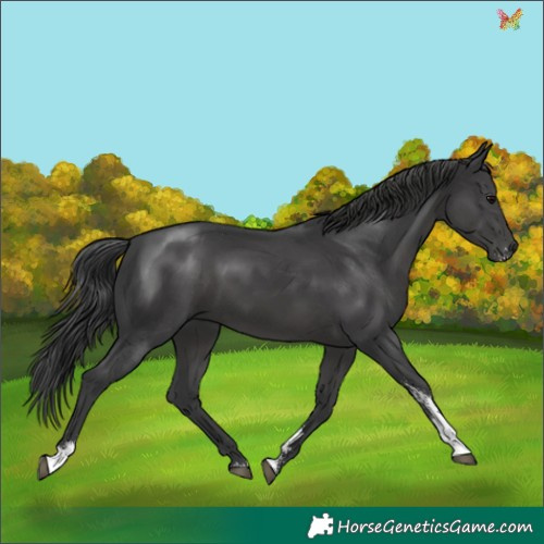 Horse Color:Black Sabino 