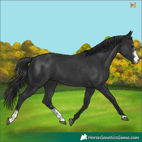 Horse Color:Black Sabino 