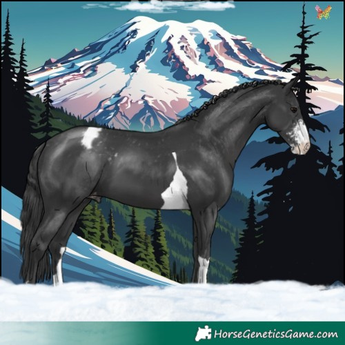 Horse Color:Black Sabino Tobiano Appaloosa 