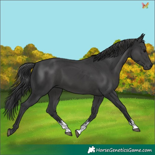 Horse Color:Black Sabino 