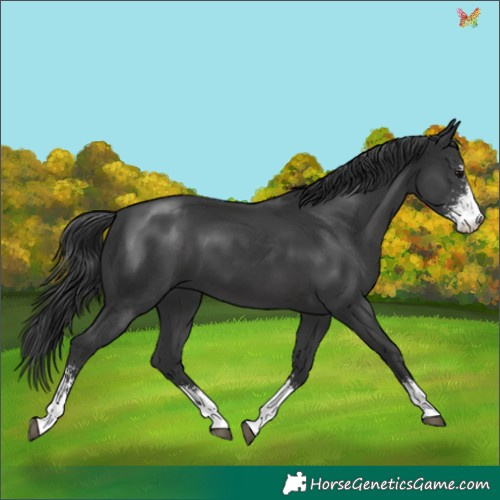 Horse Color:Black Sabino 