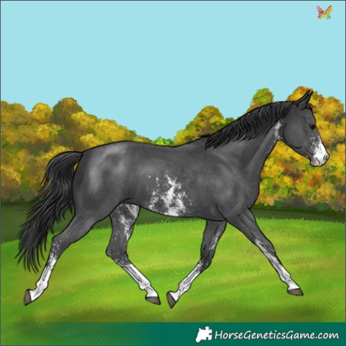 Horse Color:Black Sabino 