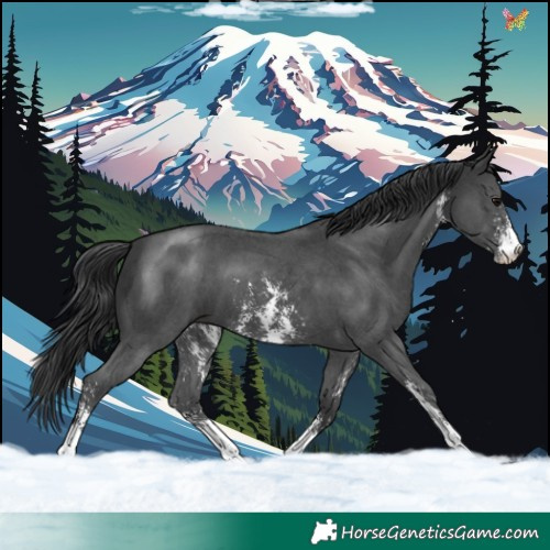 Horse Color:Black Sabino 
