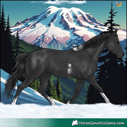 Horse Color:Black Sabino Tobiano 