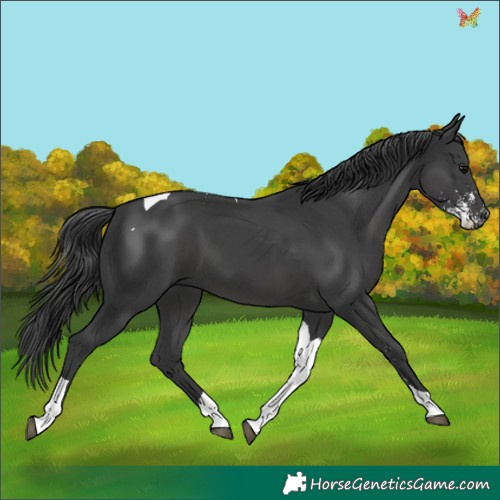 Horse Color:Black Sabino Tobiano 