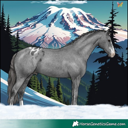 Horse Color:Black Sabino Varnish 