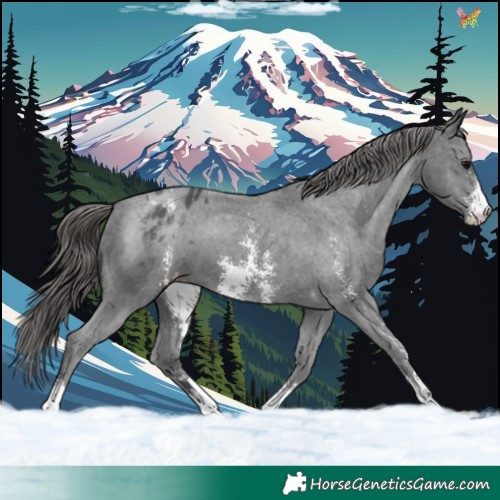 Horse Color:Black Sabino Varnish 