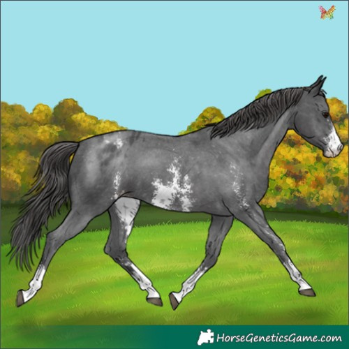 Horse Color:Black Sabino Appaloosa 