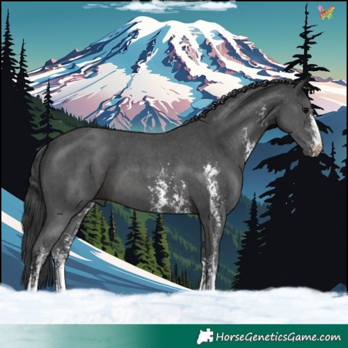 Horse Color:Black Sabino 