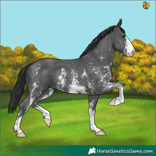 Horse Color:Black Sabino 