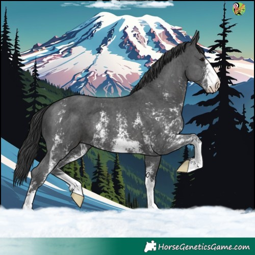 Horse Color:Black Sabino 